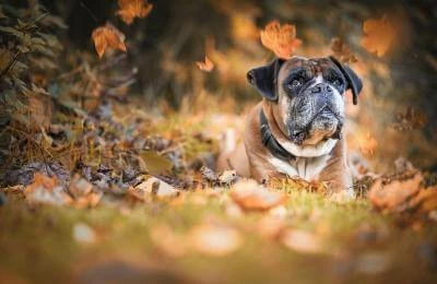 Why Do Boxer Dogs Sit on Each Other?