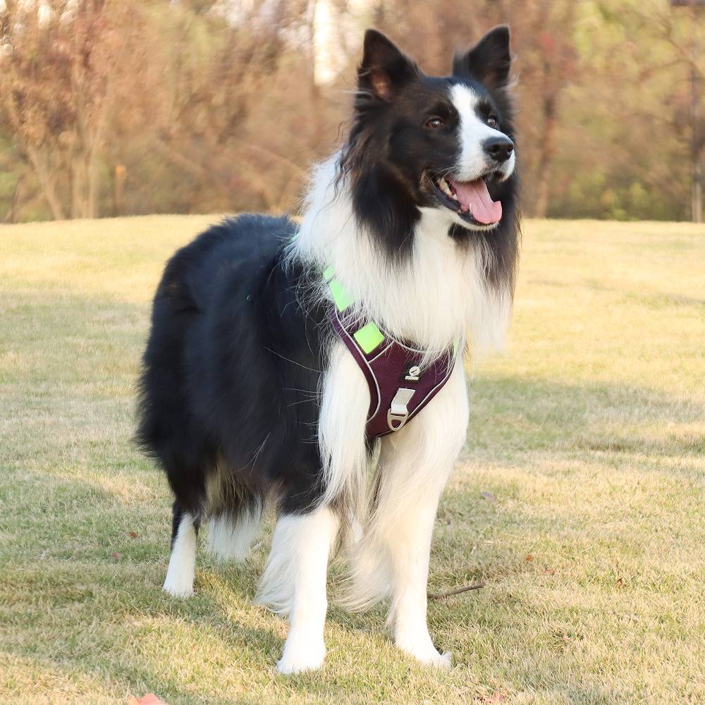 Dog Harness With Custom Printed Velcro Patch