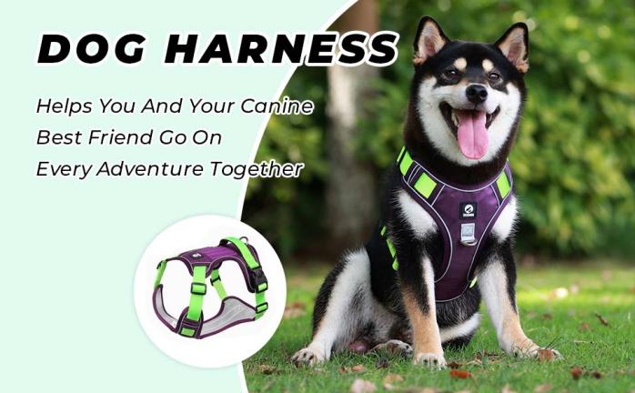 dog harness